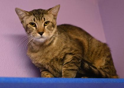 Hammer, Adoptable, Adult Male Domestic Short Hair & Domestic Short Hair.