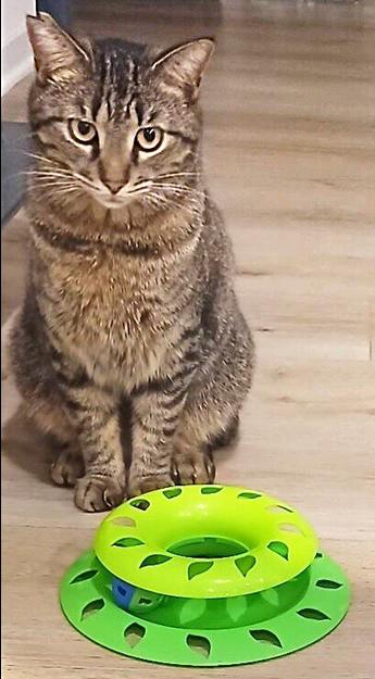 Lucy, a Adoptable Domestic Short Hair in Smithfield, VA image 2/2