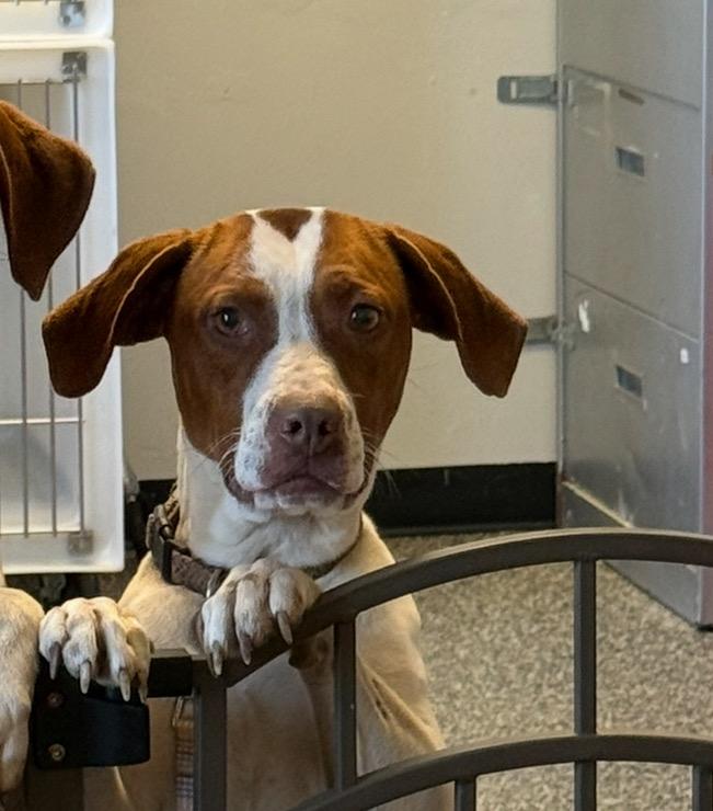 Enlarge Layla, a Adoptable mixed breed in Columbia, TN image 1/1