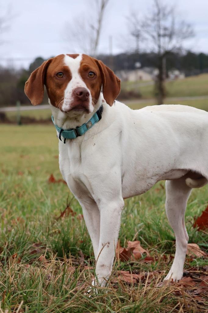 Layla, Adoptable, Young Female Mixed Breed.