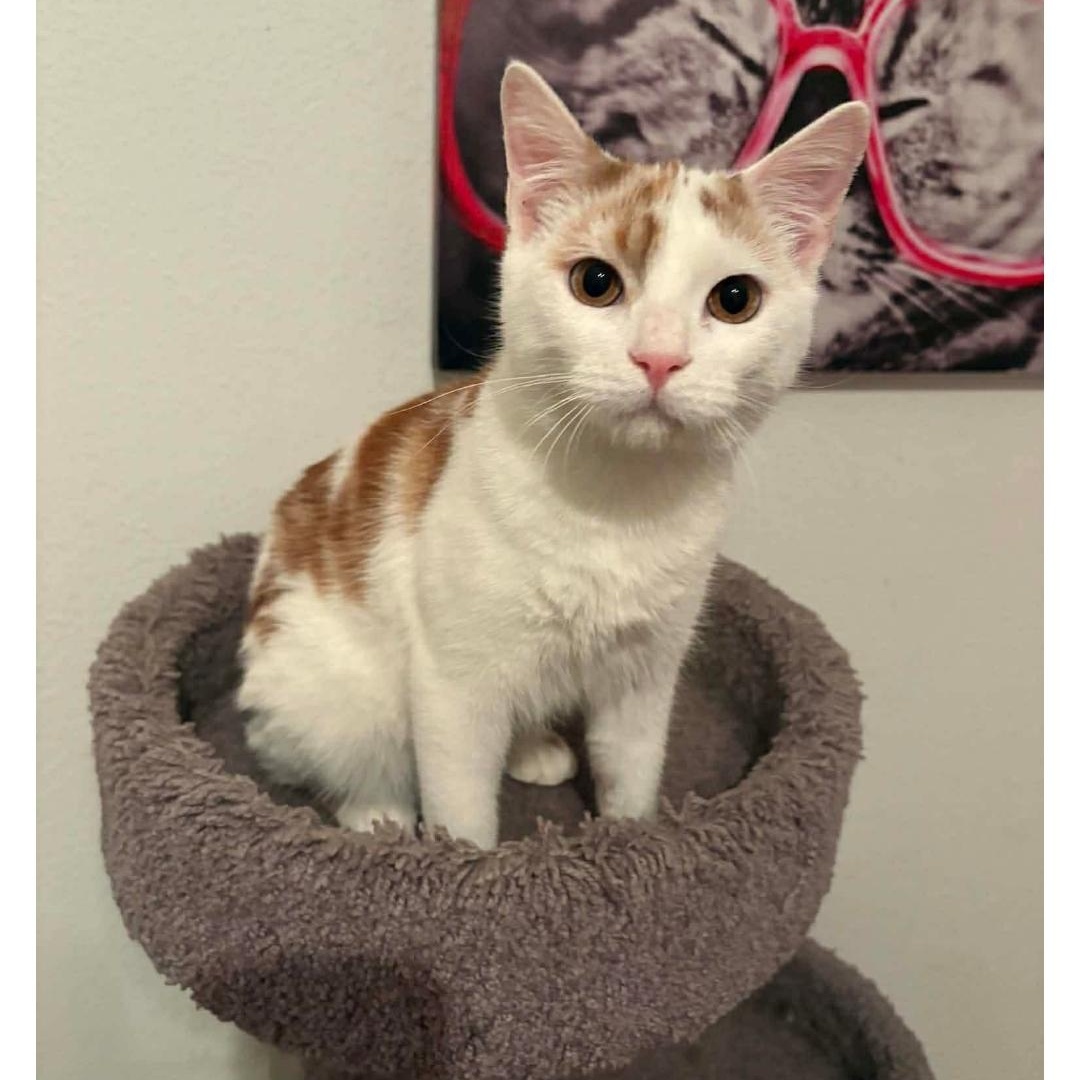 Murphy , ADOPTABLE, Kitten Male Domestic Short Hair.