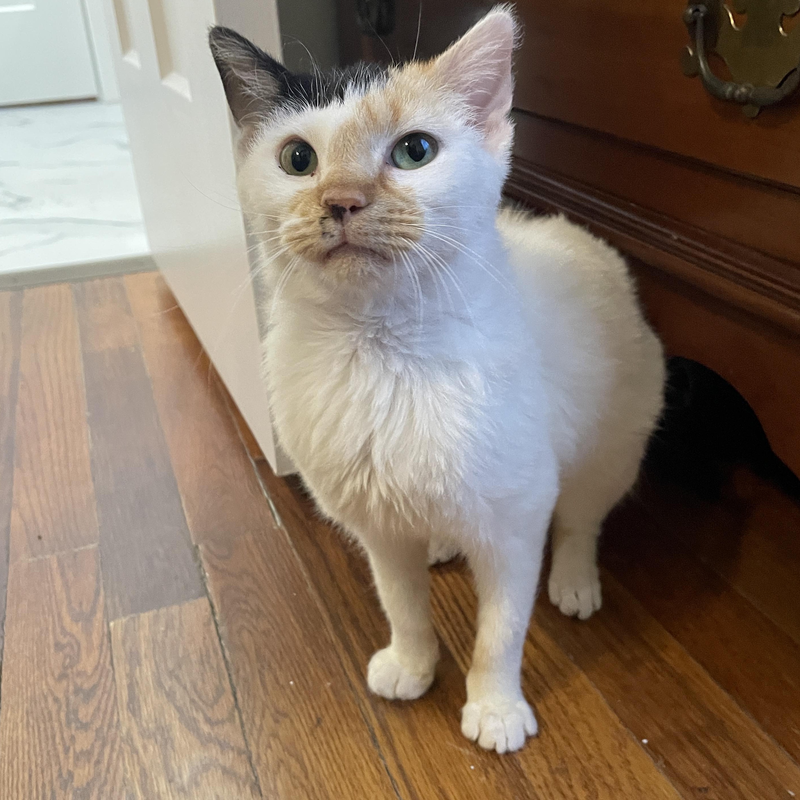 Hail Mary, an adoptable Domestic Short Hair in Richmond, VA image 6/6