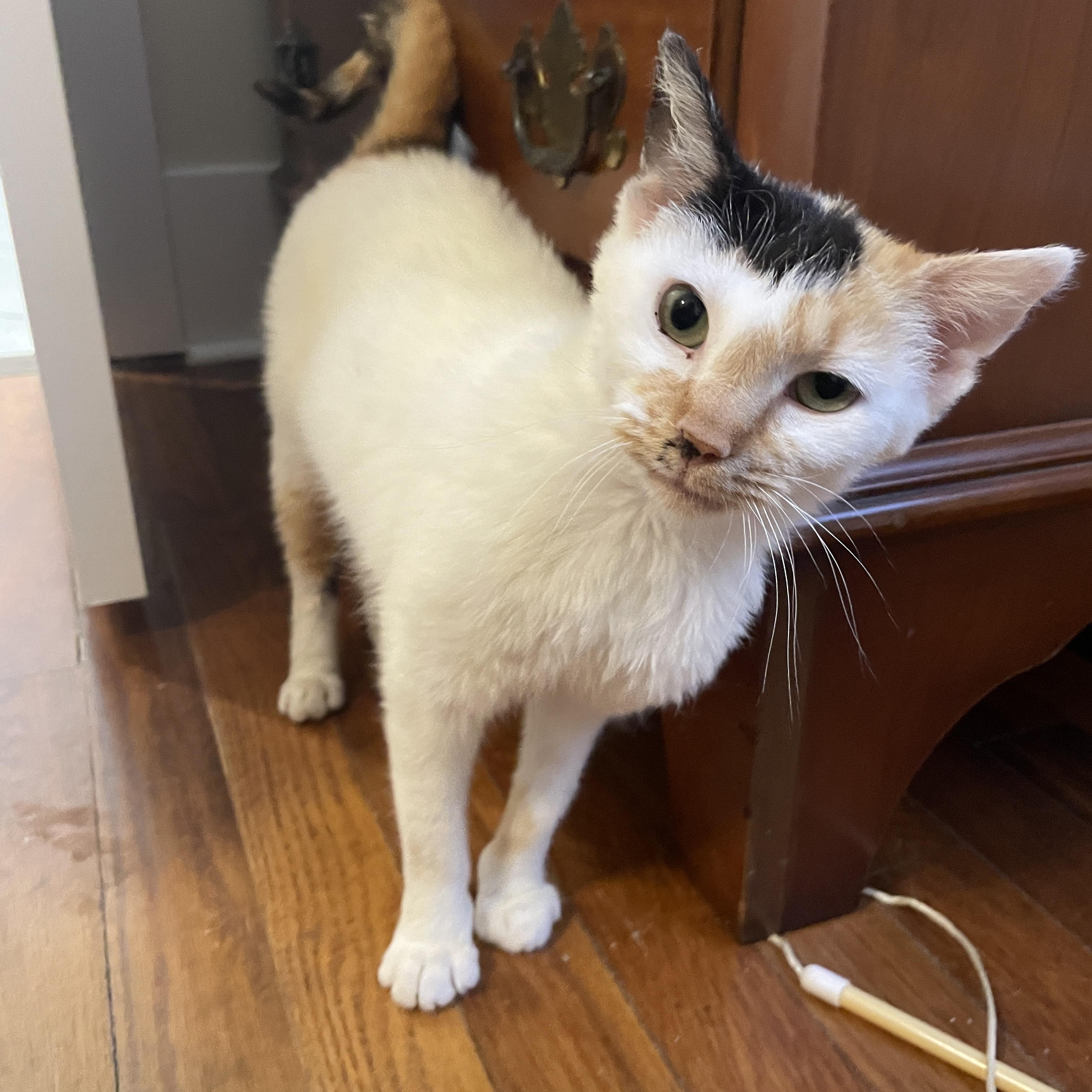 Hail Mary, an adoptable Domestic Short Hair in Richmond, VA image 3/6