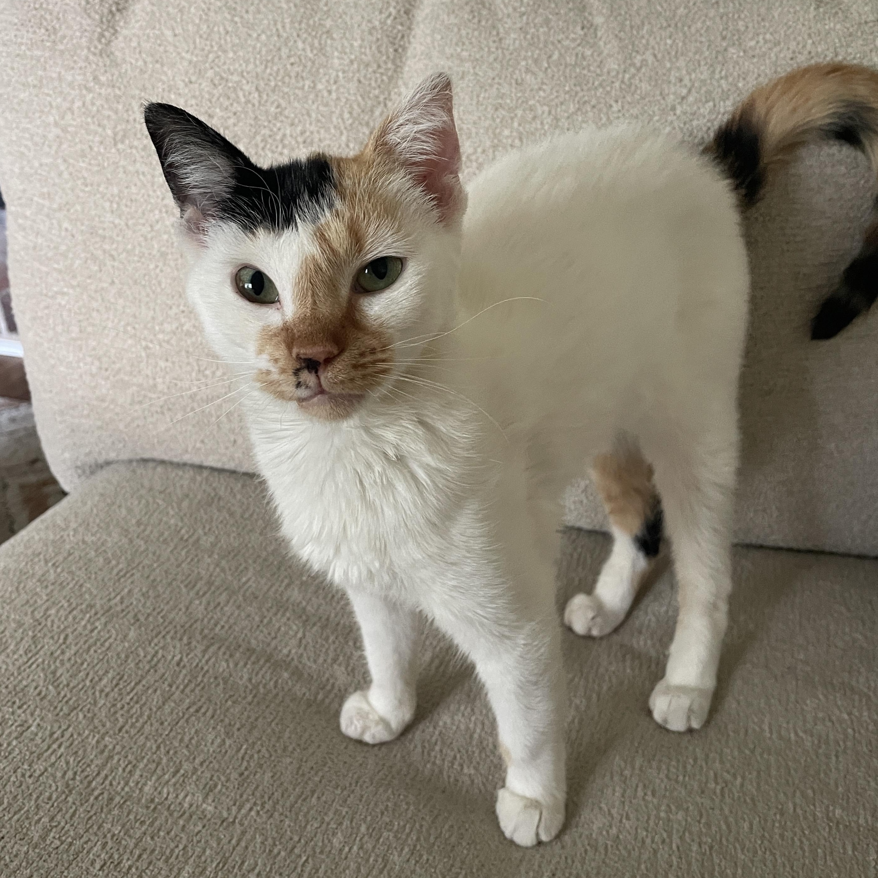 Hail Mary, adoptable, Kitten Female Domestic Short Hair.