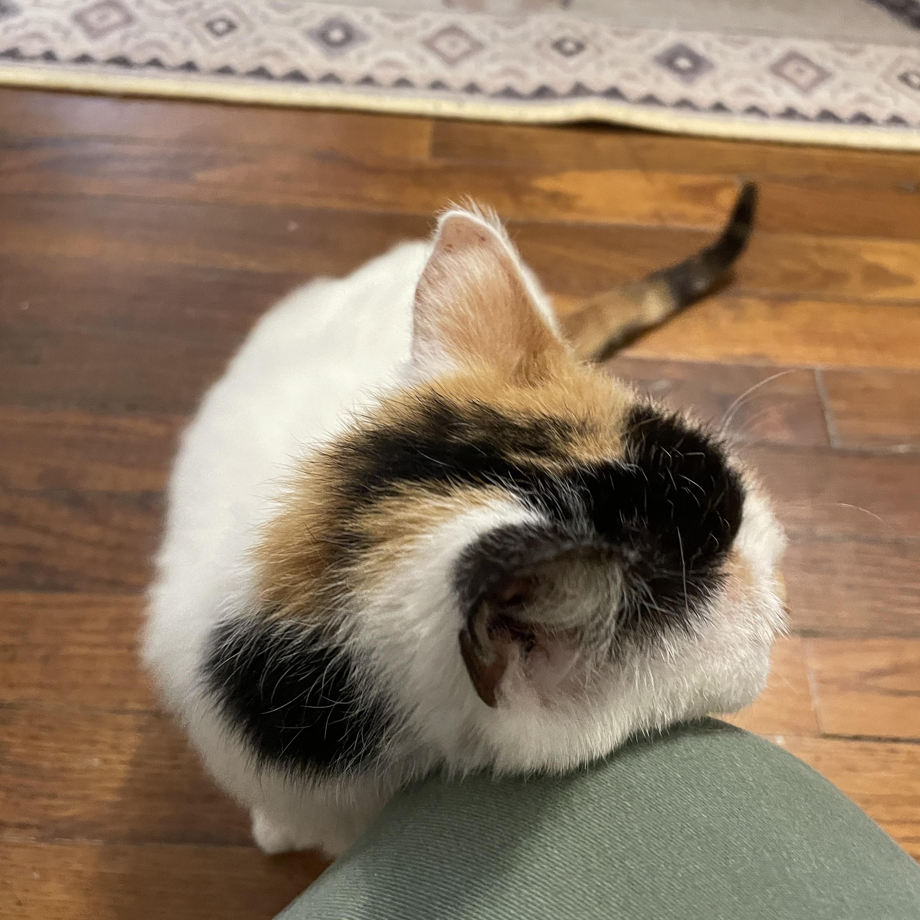 Hail Mary, an adoptable Domestic Short Hair in Richmond, VA image 5/6