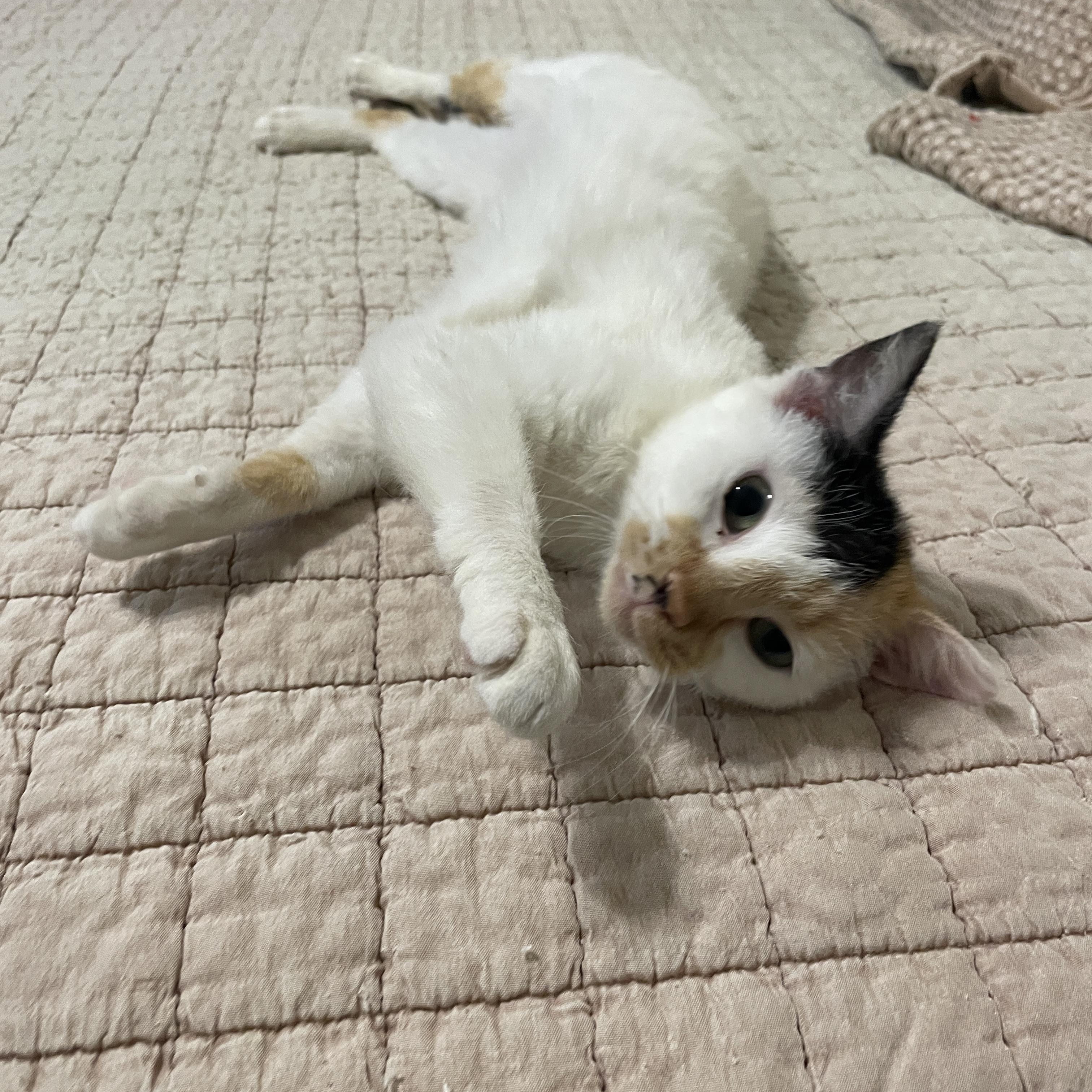 Hail Mary, an adoptable Domestic Short Hair in Richmond, VA image 4/6