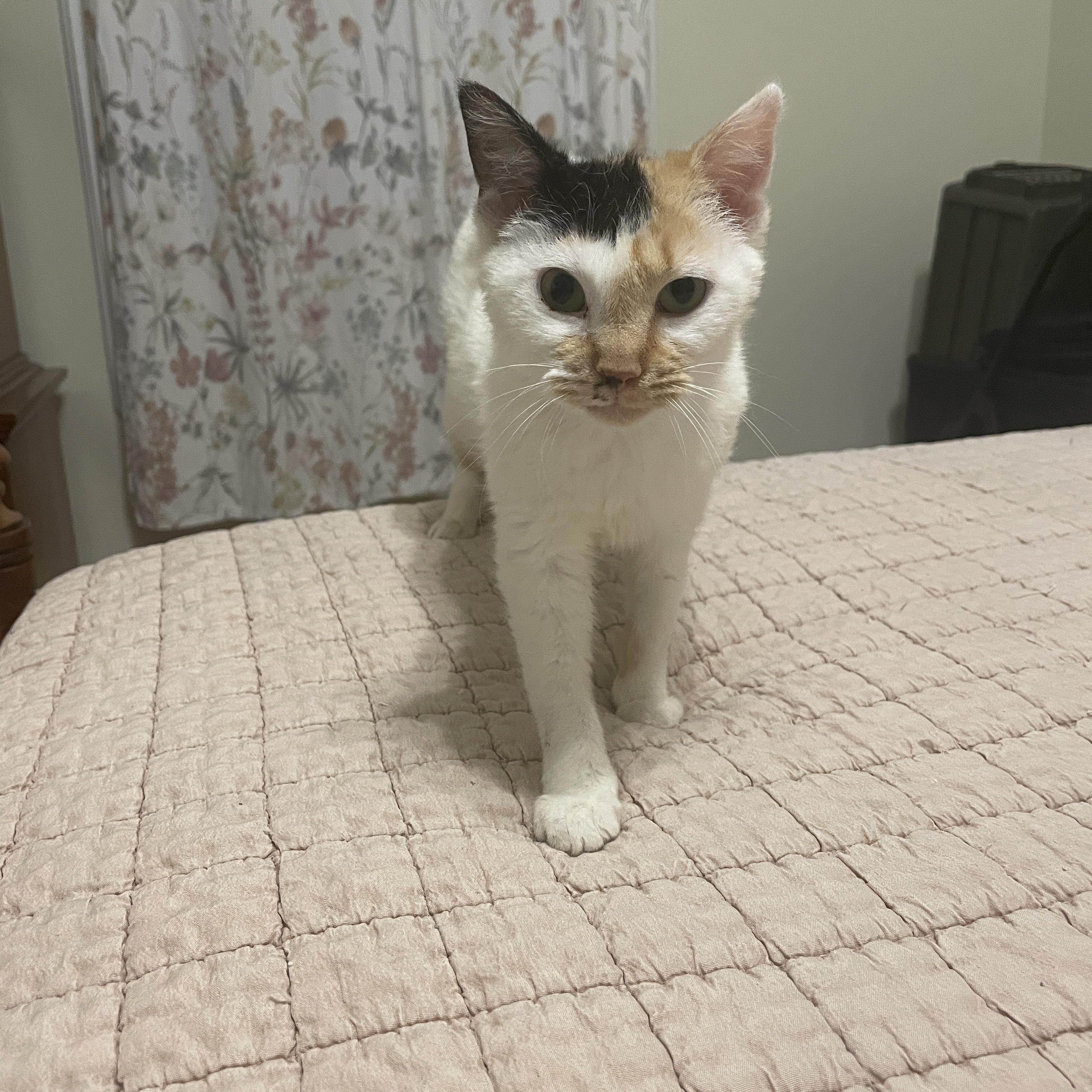Hail Mary, an adoptable Domestic Short Hair in Richmond, VA image 2/6