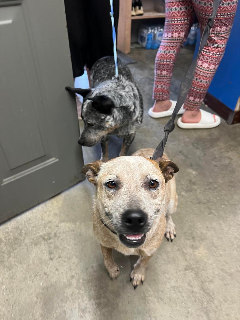 Willow, Adoptable, Adult Female Australian Cattle Dog / Blue Heeler.