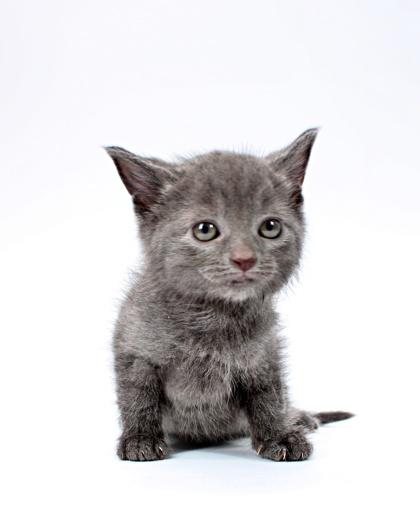 Enlarge Smokey, a Adoptable mixed breed in Morton Grove, IL image 1/1