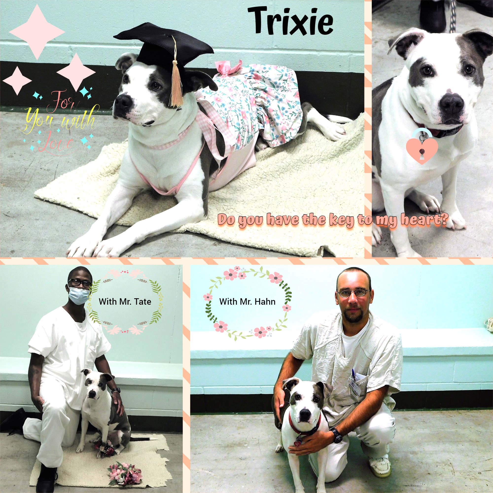 Trixie, a Adoptable mixed breed in Milledgeville, GA image 4/6