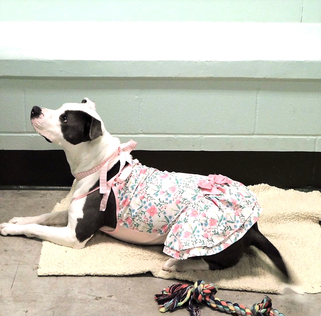 Trixie, a Adoptable mixed breed in Milledgeville, GA image 5/6