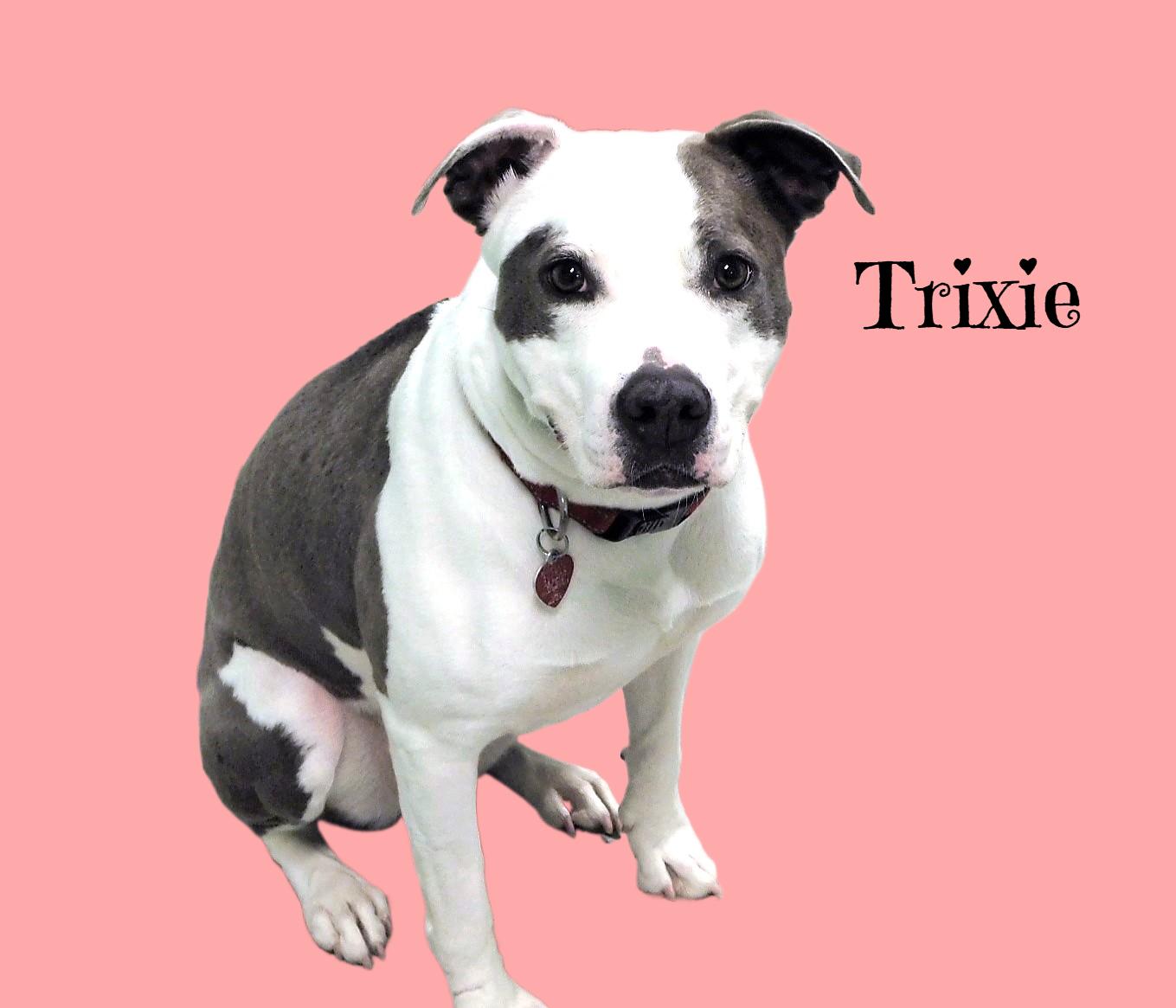 Trixie, a Adoptable mixed breed in Milledgeville, GA image 3/6