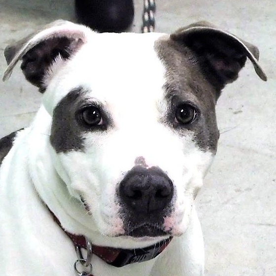 Trixie, an adoptable Pit Bull Terrier, Mixed Breed in Milledgeville, GA, 31061 | Photo Image 1