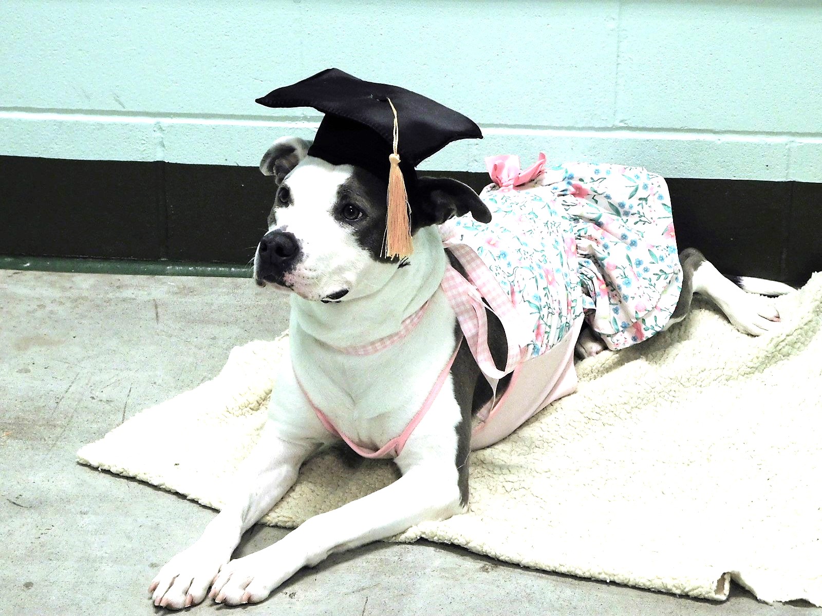 Trixie, a Adoptable mixed breed in Milledgeville, GA image 6/6