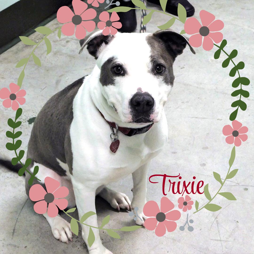 Trixie, an adoptable Pit Bull Terrier, Mixed Breed in Milledgeville, GA, 31061 | Photo Image 2