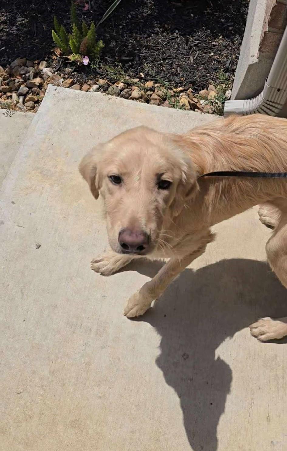 Lydia, Adopted, Puppy Female Golden Retriever.