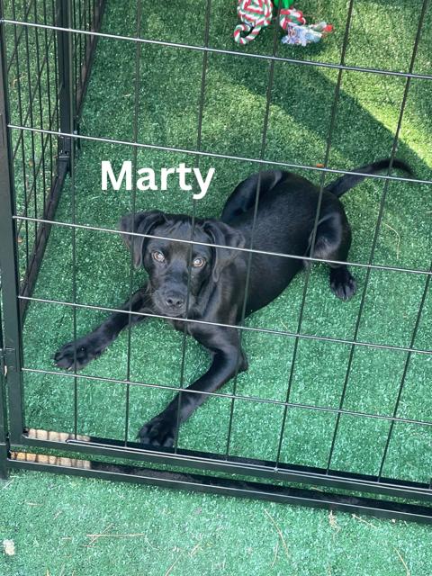 Enlarge Marty, a ADOPTABLE mixed breed in Newington, GA image 1/1
