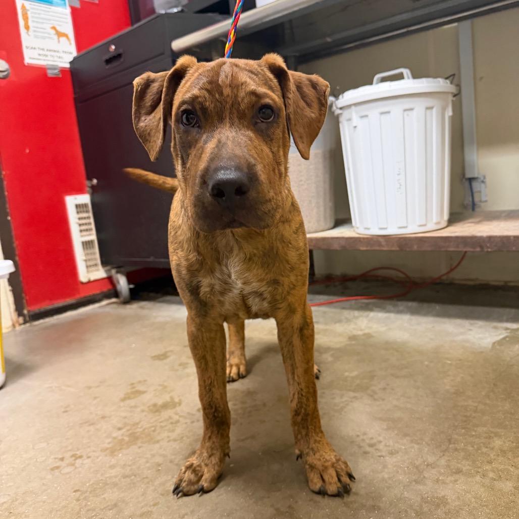Enlarge Bumble, a Adoptable mixed breed in Bryan, TX image 1/6