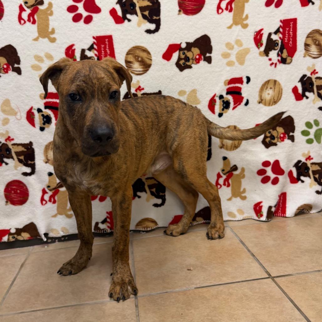 Enlarge Bumble, a Adoptable mixed breed in Bryan, TX image 2/6
