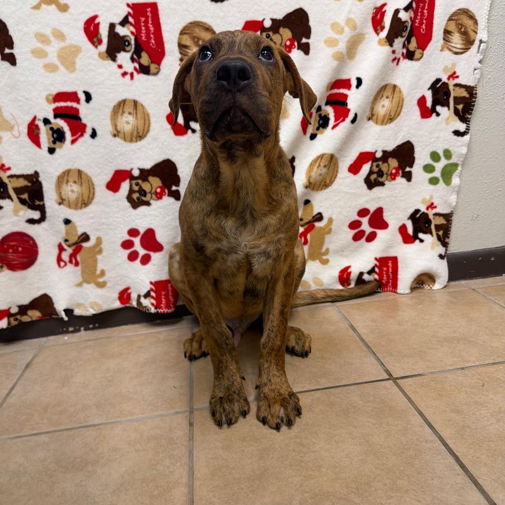 Enlarge Bumble, a Adoptable mixed breed in Bryan, TX image 3/6