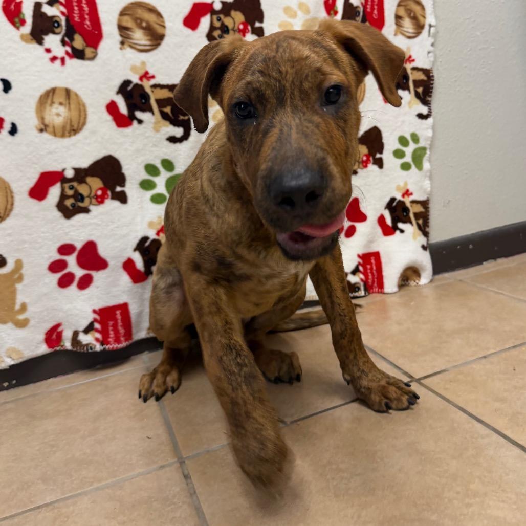 Enlarge Bumble, a Adoptable mixed breed in Bryan, TX image 4/6