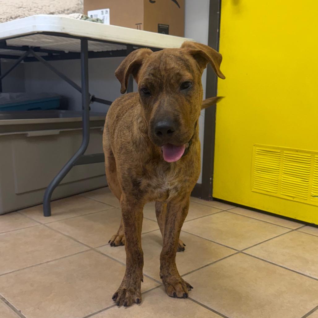 Enlarge Bumble, a Adoptable mixed breed in Bryan, TX image 5/6
