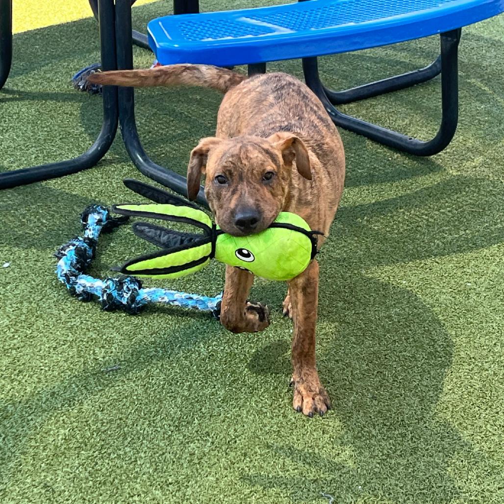 Enlarge Bumble, a Adoptable mixed breed in Bryan, TX image 6/6