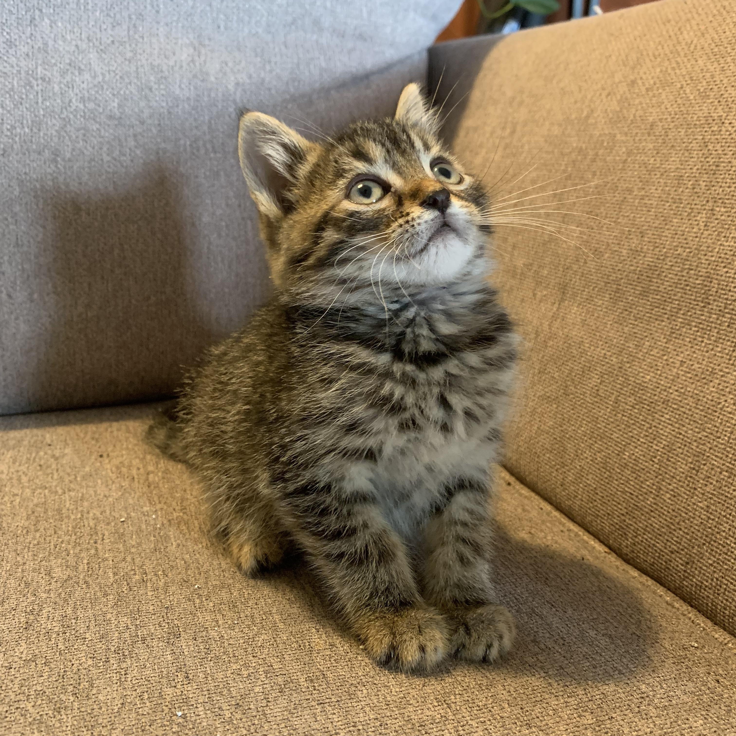 Goose, Adoptable, Kitten Male Domestic Short Hair.
