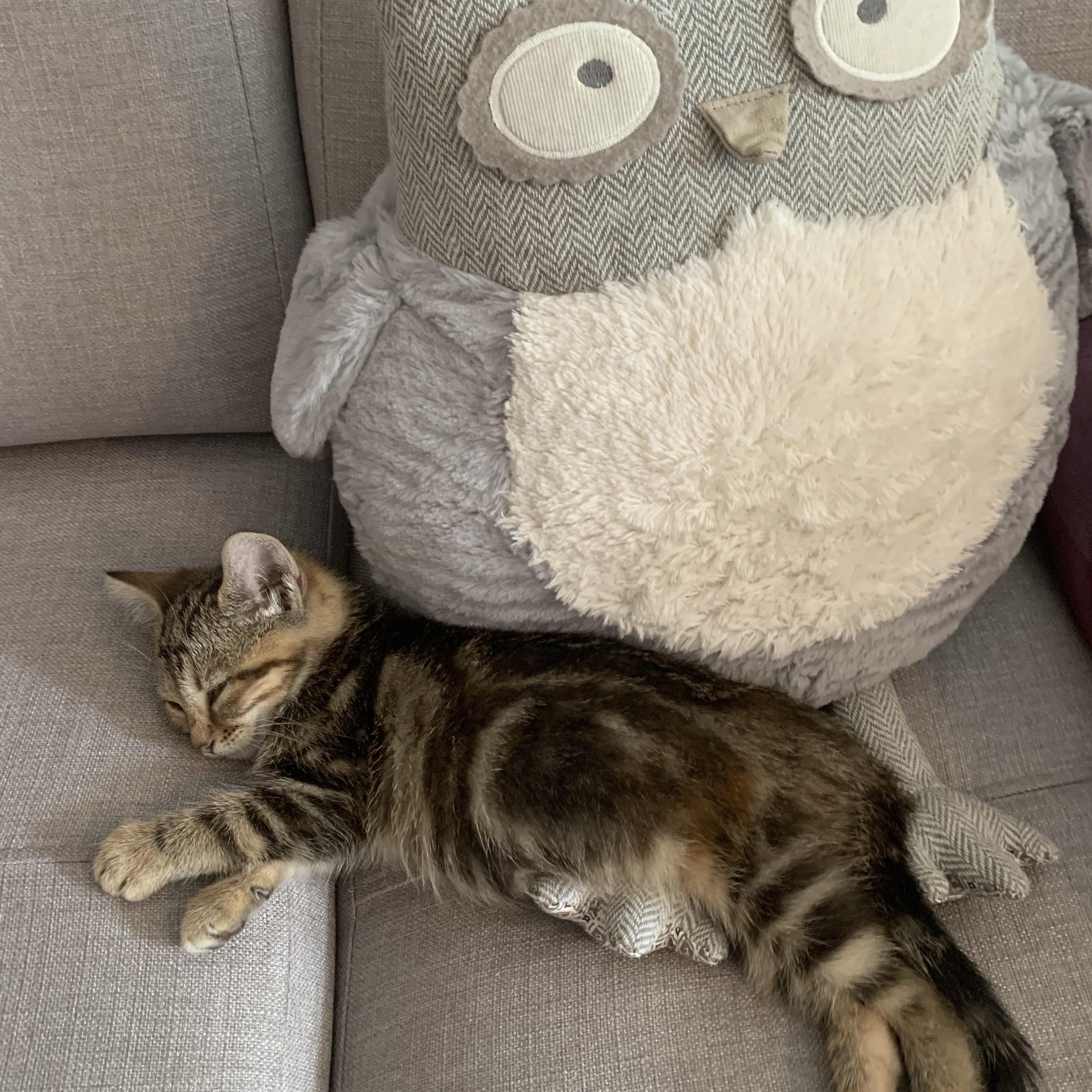 Enlarge Goose, a Adoptable Domestic Short Hair in Wakefield, QC image 2/4