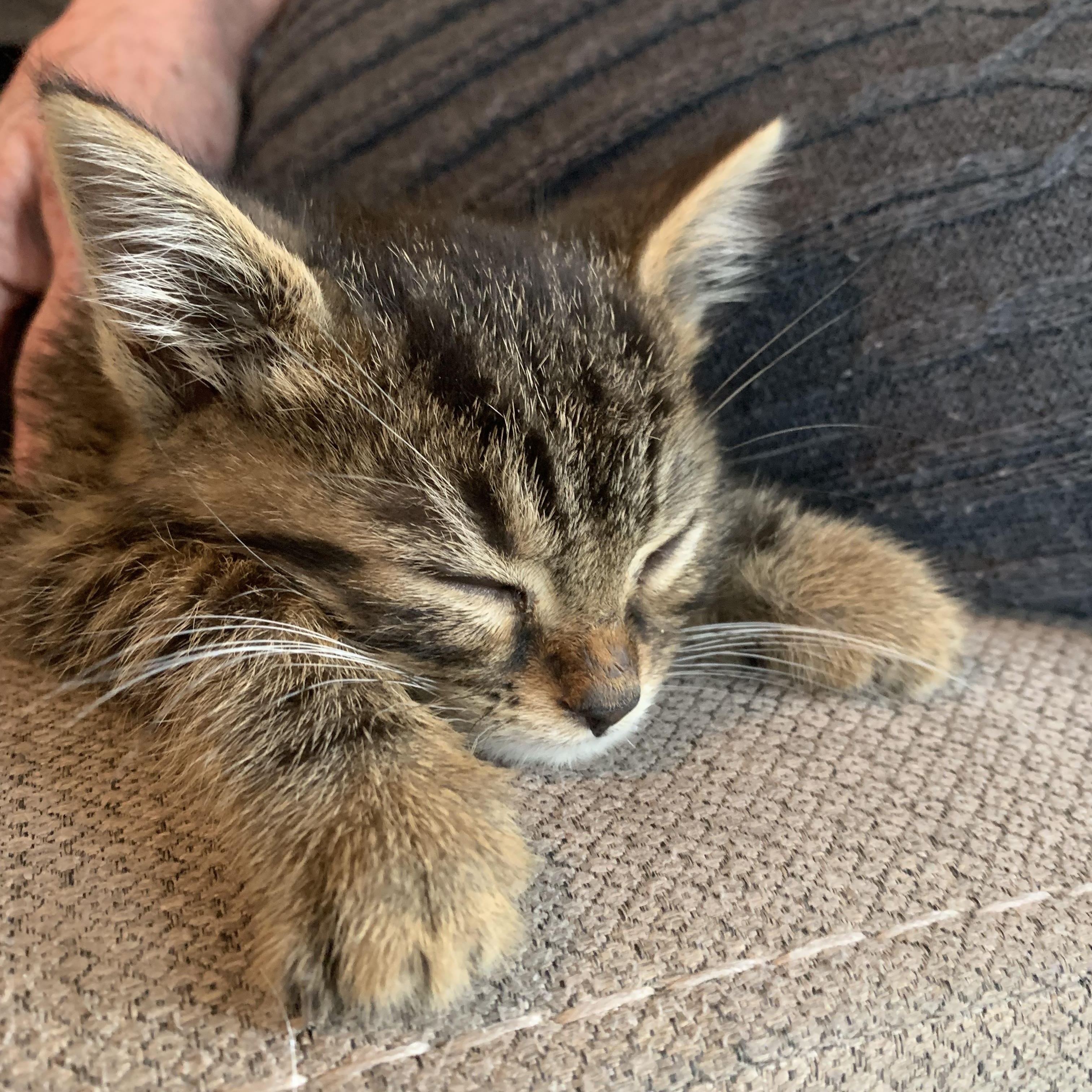 Enlarge Goose, a Adoptable Domestic Short Hair in Wakefield, QC image 3/4