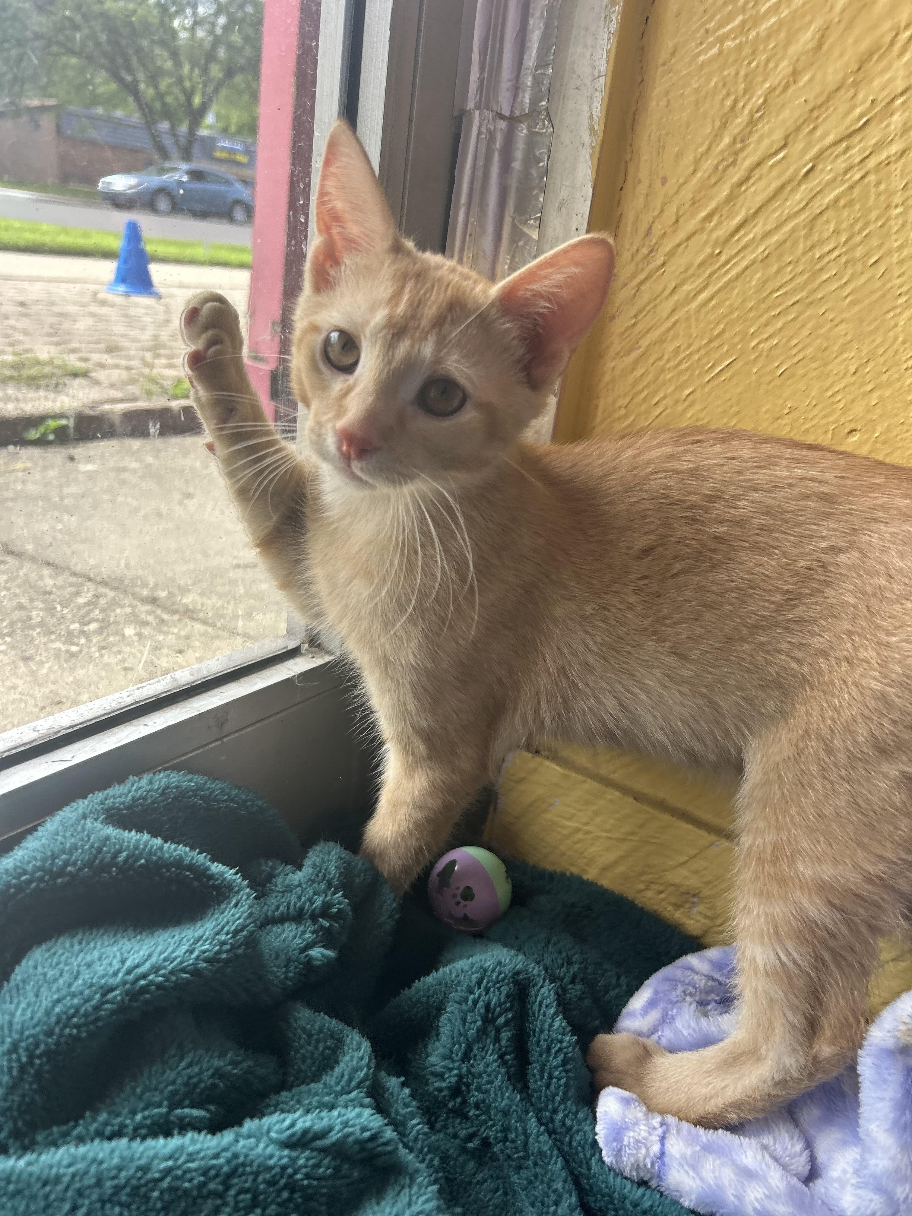 Toshi, adopted, Kitten Male Tabby.
