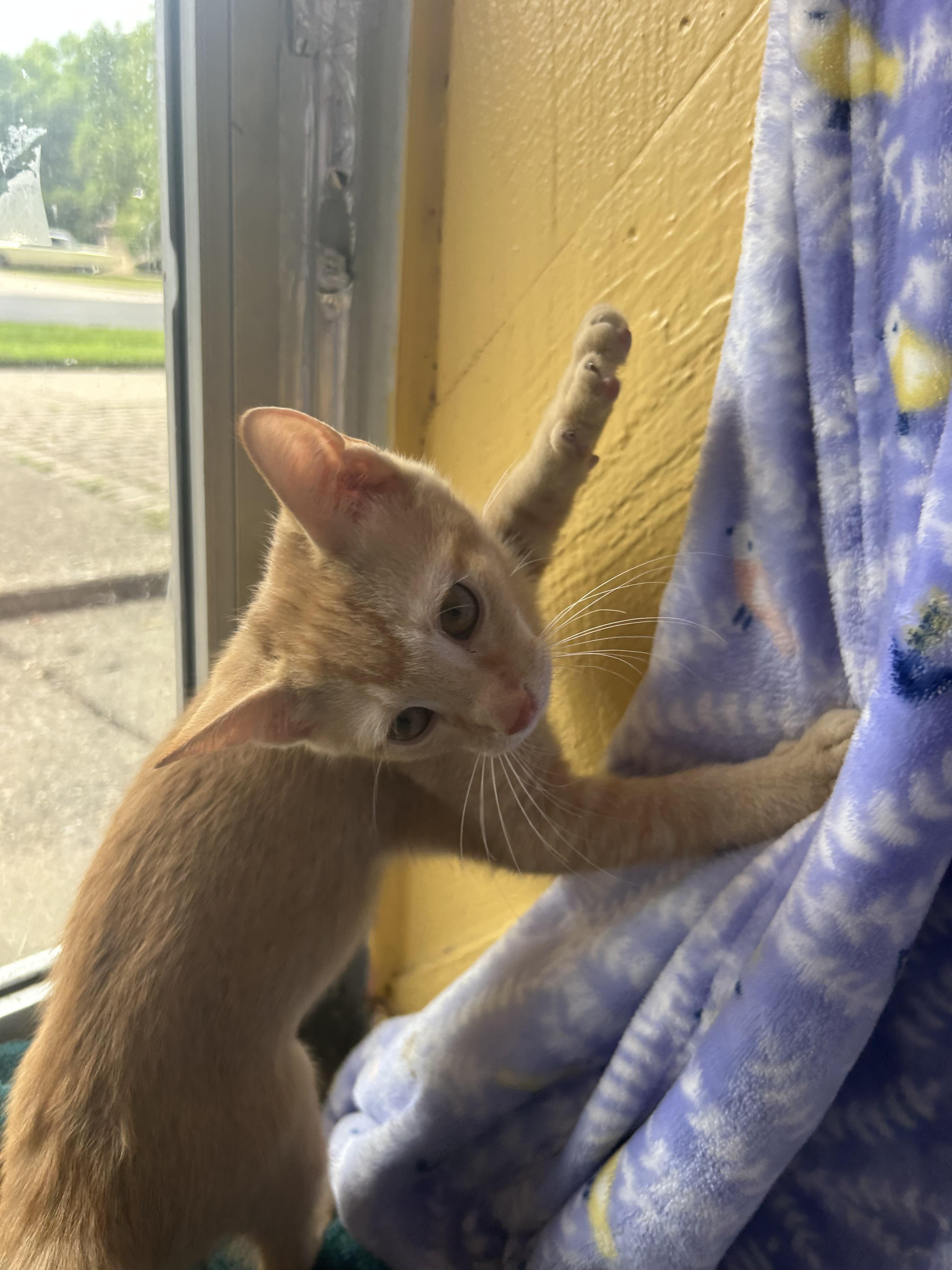 Toshi, an adopted Tabby in Madison Heights, MI image 3/3