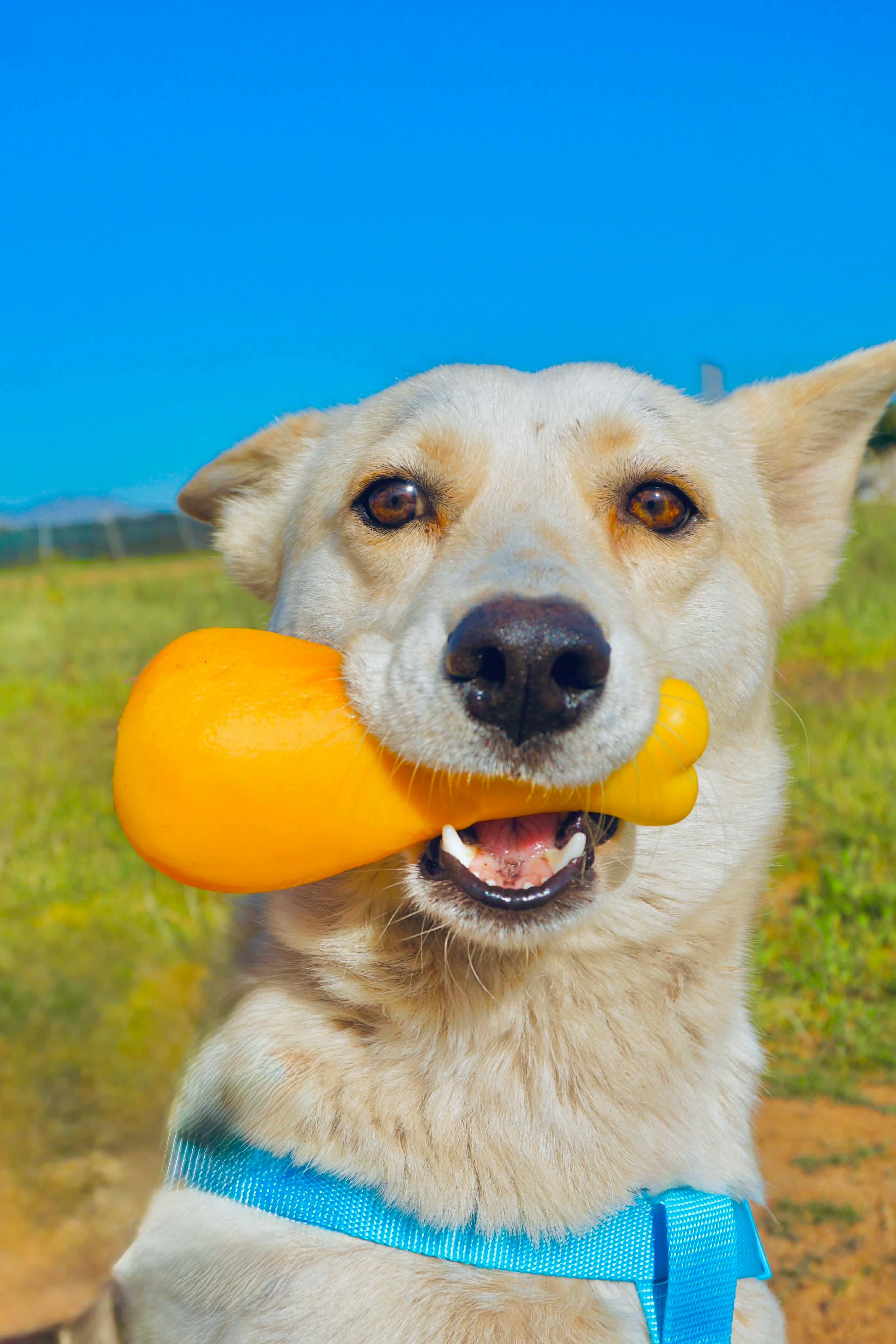 Enlarge White Moka, a Adoptable mixed breed in San Diego, CA image 1/4