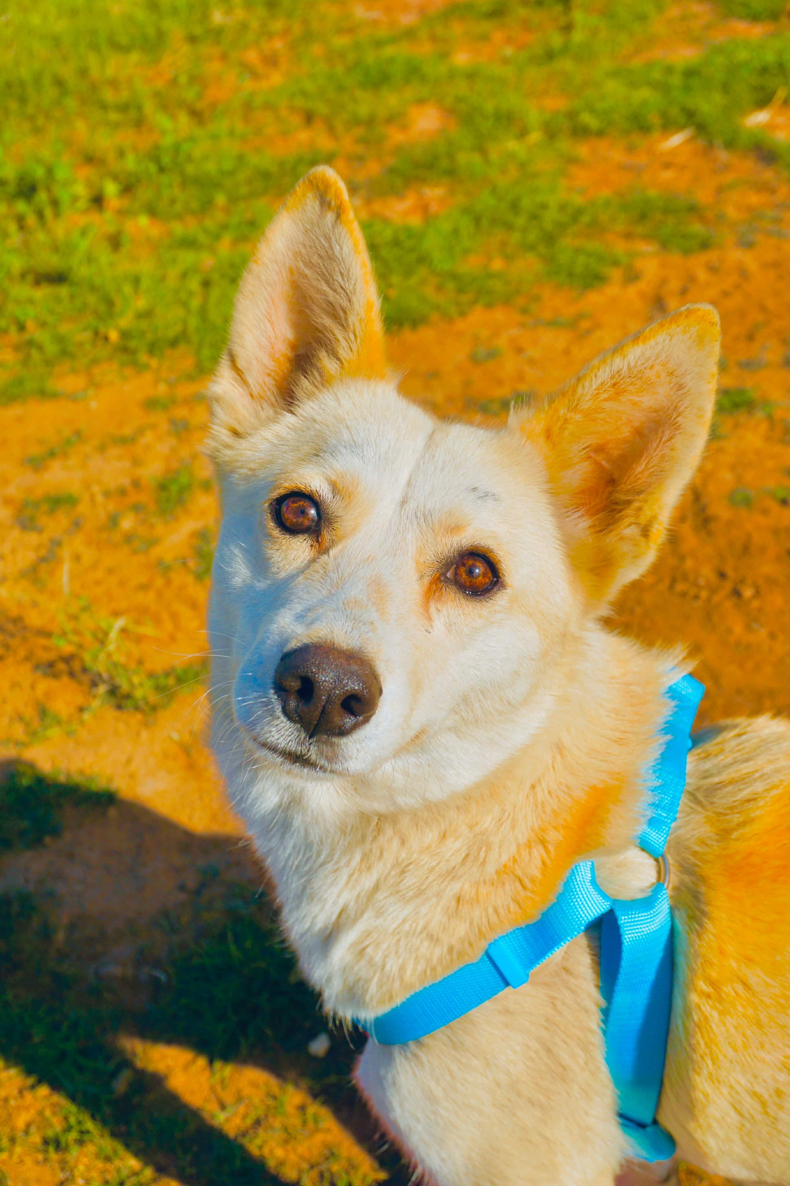 Enlarge White Moka, a Adoptable mixed breed in San Diego, CA image 4/4