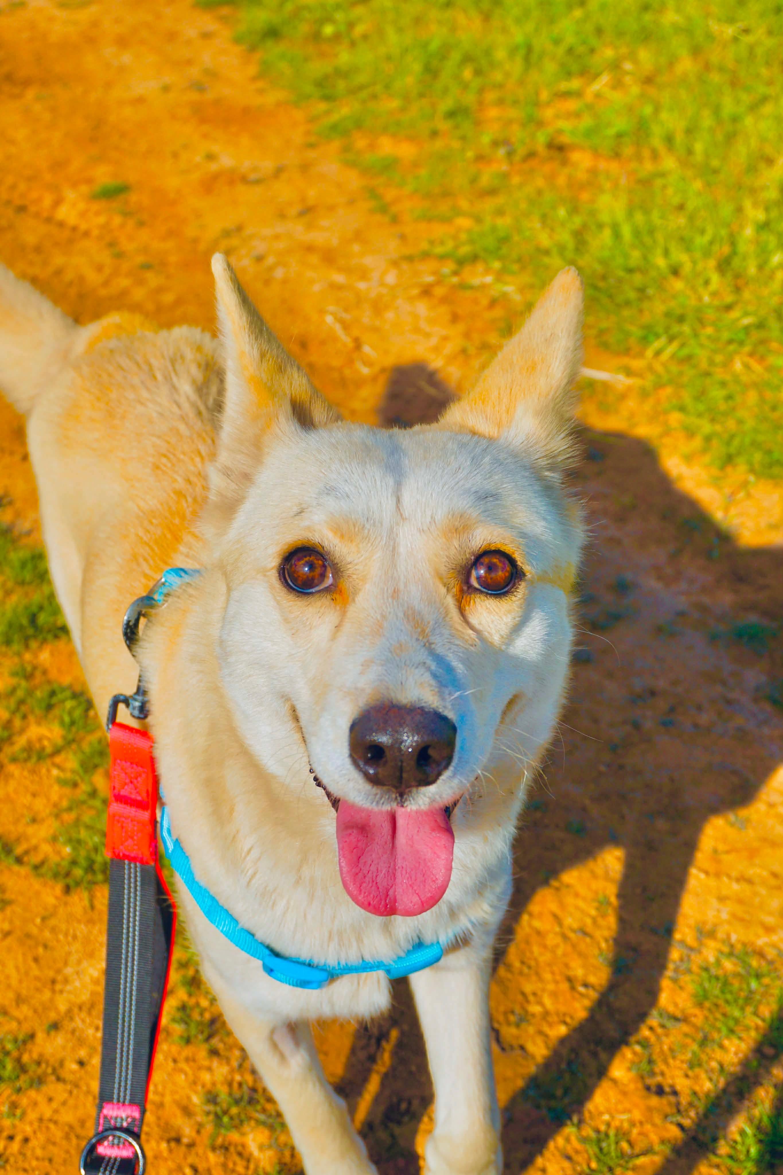 Enlarge White Moka, a Adoptable mixed breed in San Diego, CA image 2/4