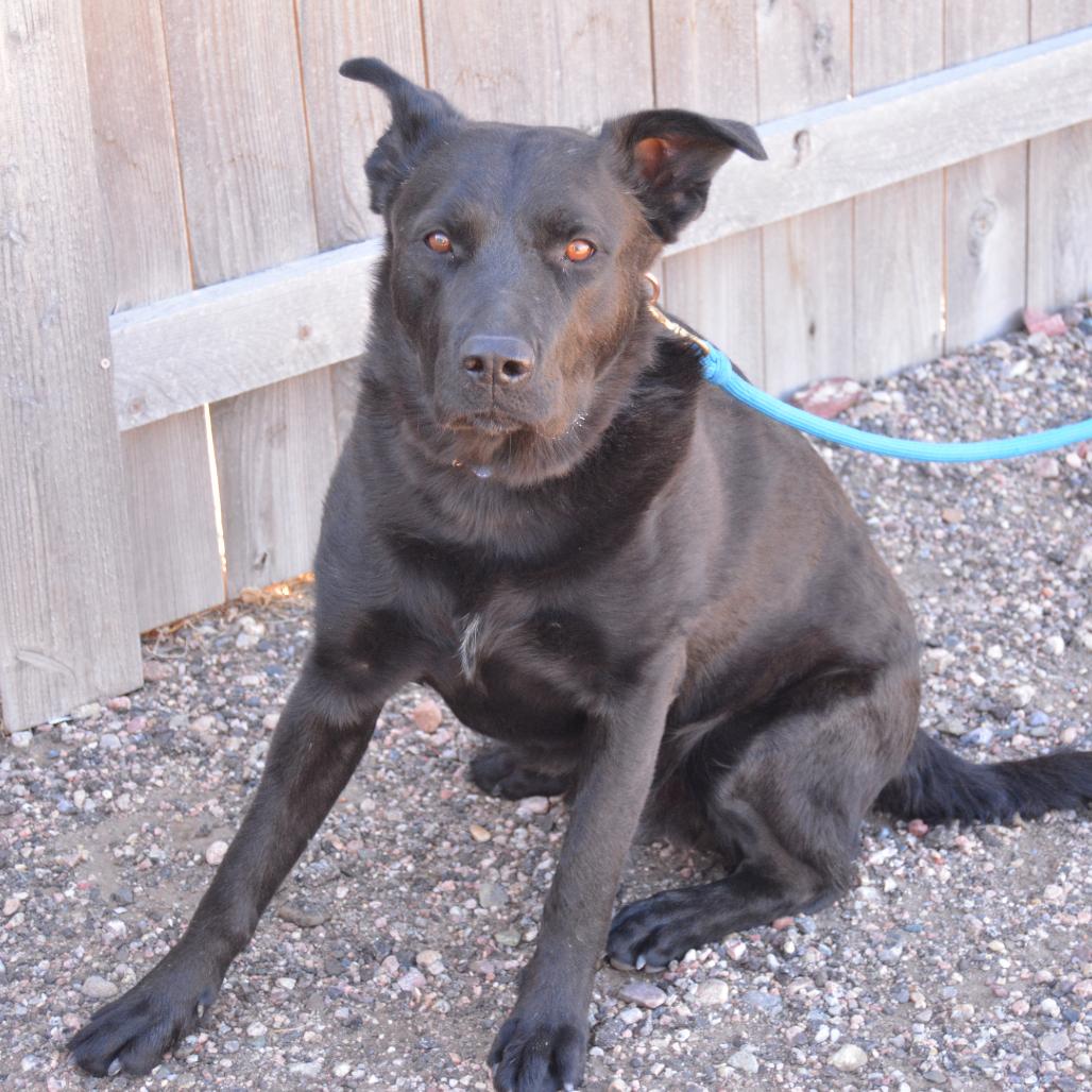 Enlarge Robby, a Adoptable mixed breed in Cheyenne, WY image 1/6
