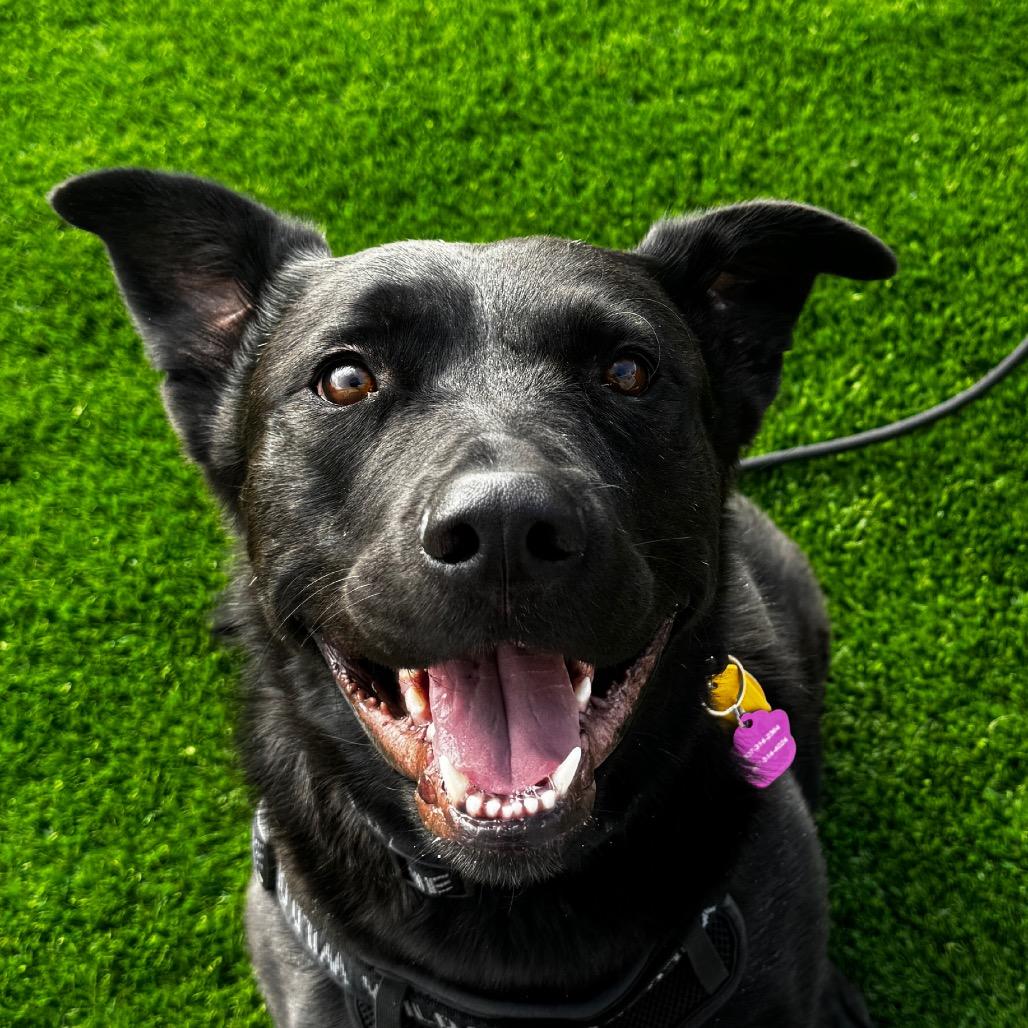 Enlarge Robby, a Adoptable mixed breed in Cheyenne, WY image 3/6