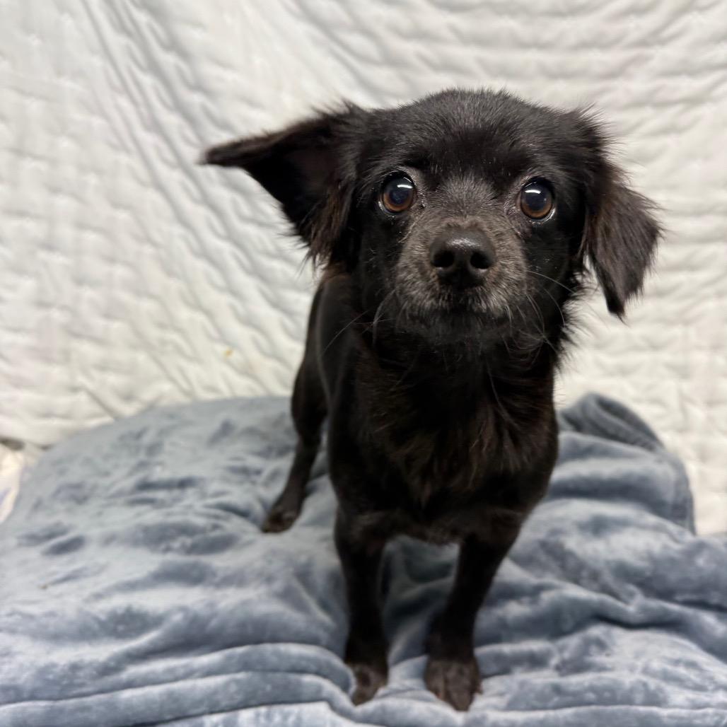 Jellybean thumbnail 3