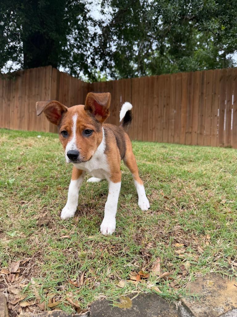 Brownie 2, Adoptable, Puppy Male Australian Shepherd & Cattle Dog.