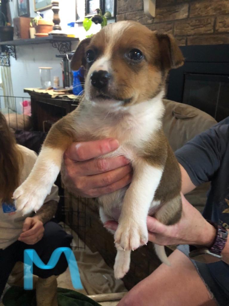 Brownie 2, a Adoptable mixed breed in Gilmer, TX image 2/5