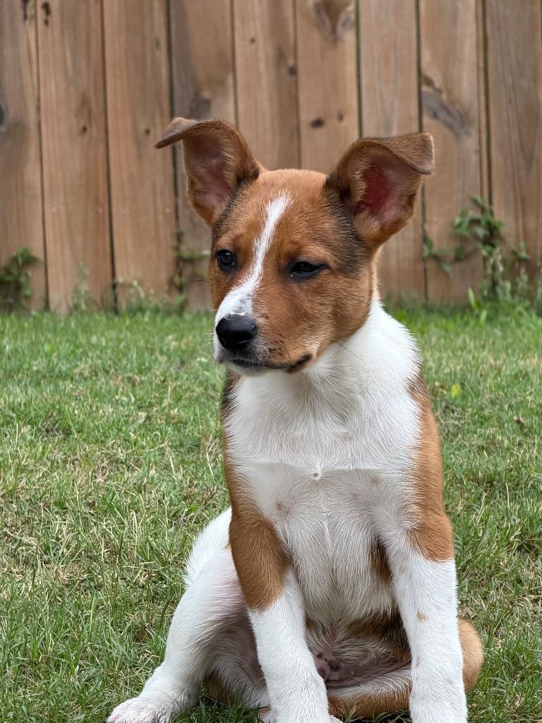Brownie 2, a Adoptable mixed breed in Gilmer, TX image 3/5