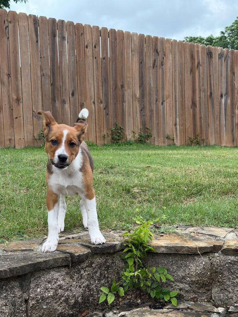 Brownie 2, a Adoptable mixed breed in Gilmer, TX image 4/5