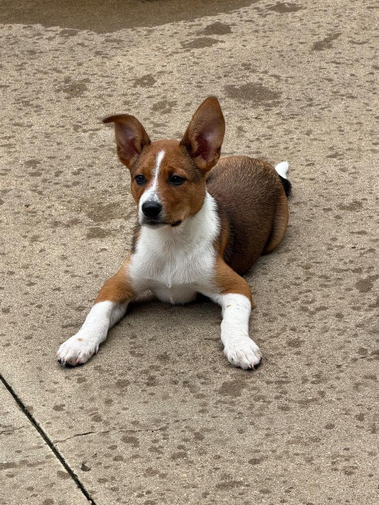 Brownie 2, a Adoptable mixed breed in Gilmer, TX image 5/5