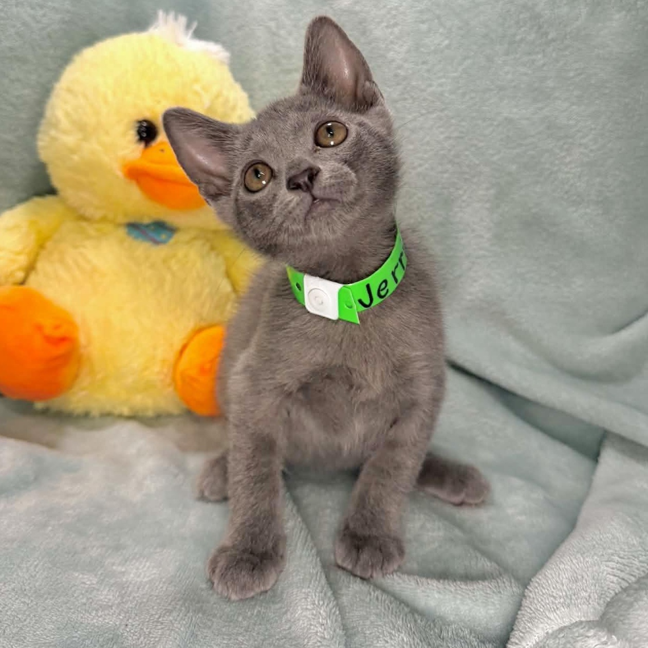 Jerric, ADOPTABLE, Kitten Male Russian Blue & Domestic Short Hair.