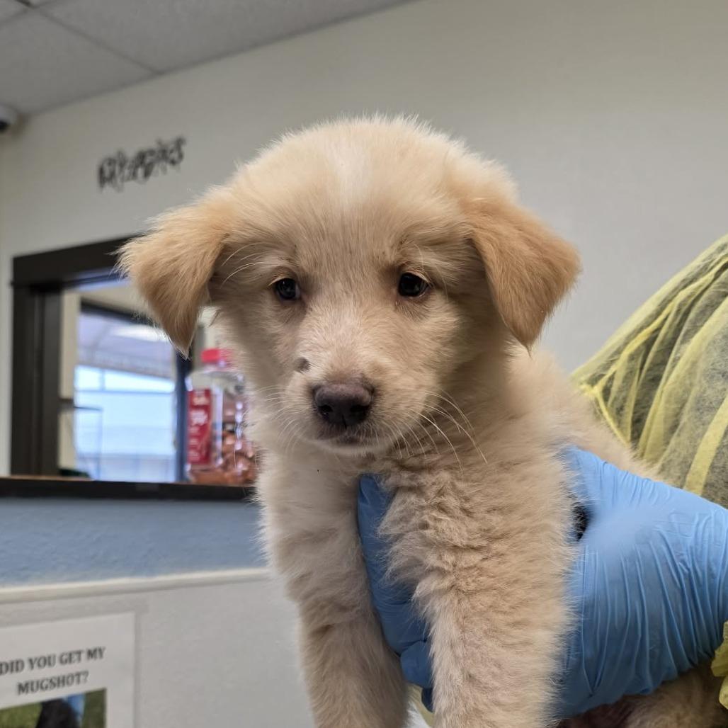 Enlarge Neo 26-04-156, a Adoptable mixed breed in Bastrop, TX image 1/1