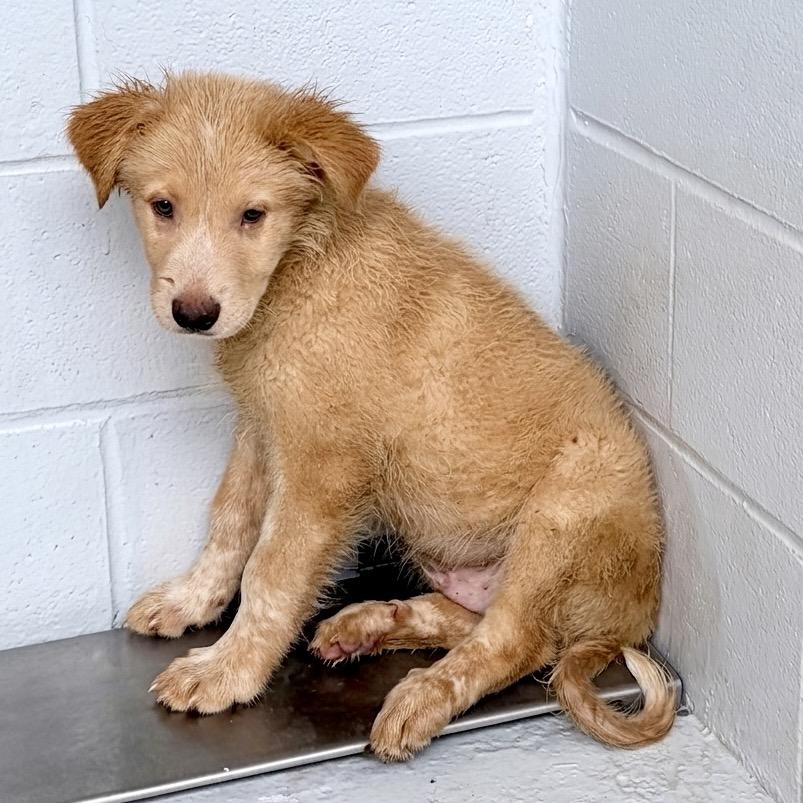 Enlarge Neo 26-04-156, a Adoptable mixed breed in Bastrop, TX image 2/3