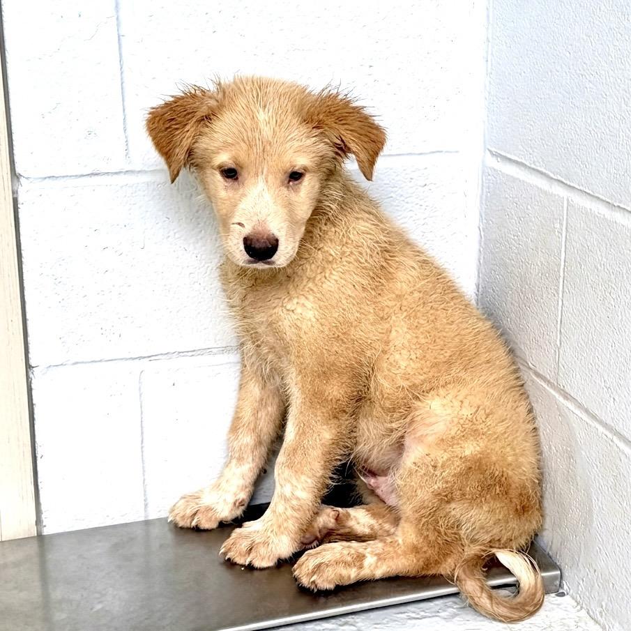 Enlarge Neo 26-04-156, a Adoptable mixed breed in Bastrop, TX image 3/3