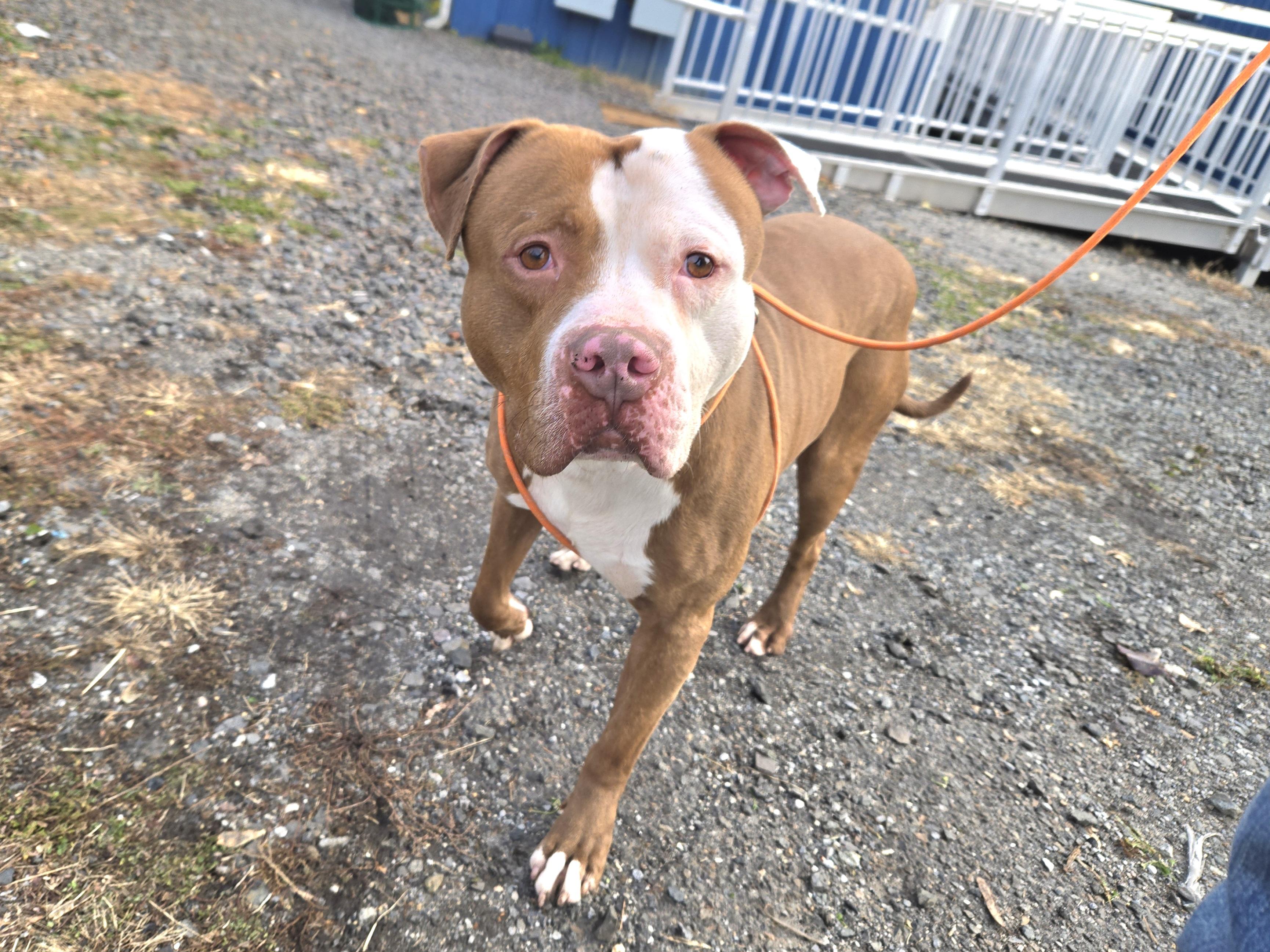 John, ADOPTABLE, Adult Male Pit Bull Terrier.