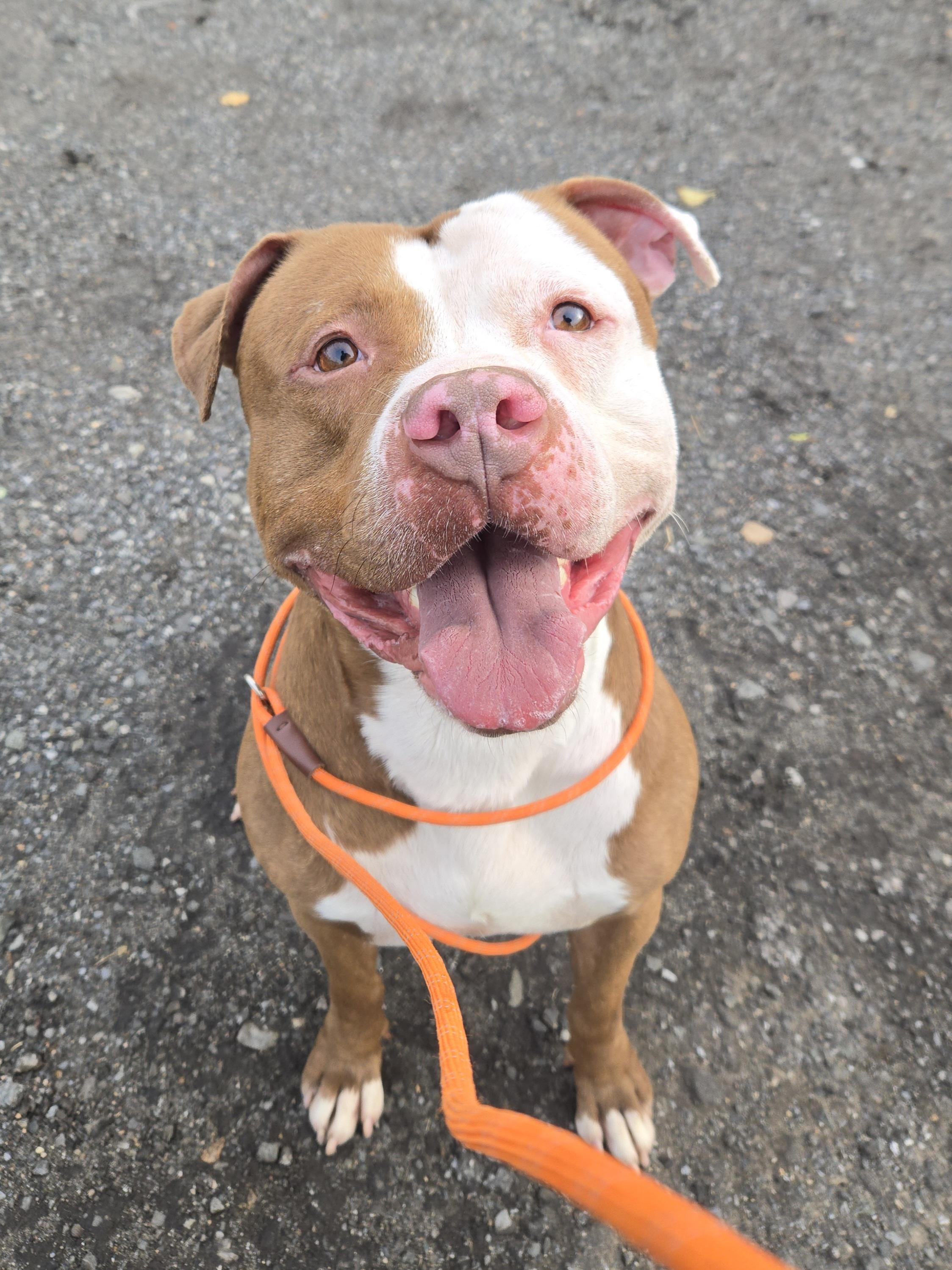 Enlarge John, a ADOPTABLE Pit Bull Terrier in Trenton, NJ image 2/3
