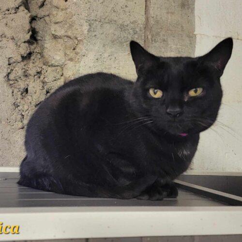 Enlarge Monica, a Adoptable Domestic Short Hair in Tipp City, OH image 4/5